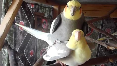 cockatiel mating call|when can cockatiels start breeding.